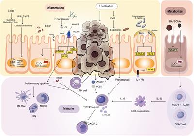 Exploring the gut microbiome’s role in colorectal cancer: diagnostic and prognostic implications